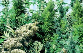 Mélange de graines extérieures