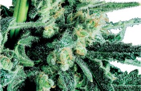 Graine de Sensi Skunk®