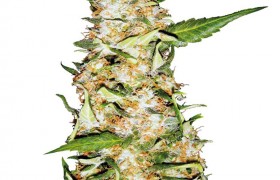 Graines de Skunk #1 Automatic