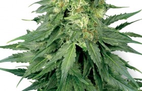 Graines de White Widow Femelle