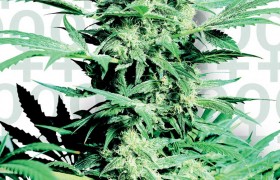 Graines de Shiva Skunk Femelle