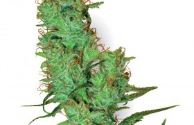 Graine de White Label Jack Herer